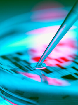 Close up of pipetting in a petri dish for genomic DNA research