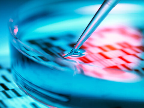 Pipetting sample into petri dish during genomic research indoors