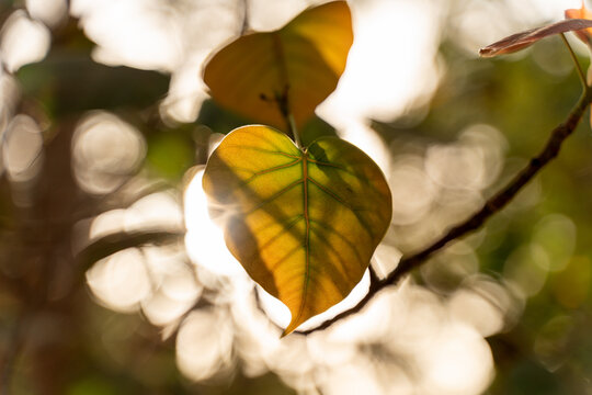Heart shape leaf of a Bodhi tree backlit by sunlight outdoor