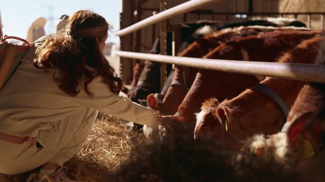 Compassionate young woman crouching and feeding hay to a group of friendly brown calves eating from a trough inside a sunny barn, showing a tender moment between human and animal. Slow motion, 4K