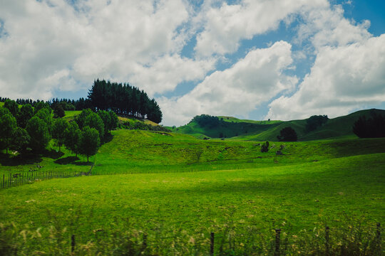 Serene green rolling hills and countryside landscape in New Zealand
