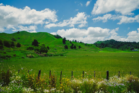 Scenic green landscape with rolling hills in rural New Zealand