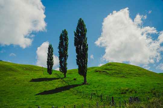 Serene green landscape with three trees and fence in New Zealand