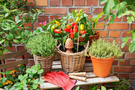 Urban gardening with potted plant and herb on a balcony