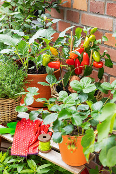 Potted plant and vegetable for urban gardening on a balcony