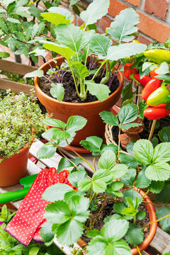 Potted plants and vegetables growing on an urban balcony