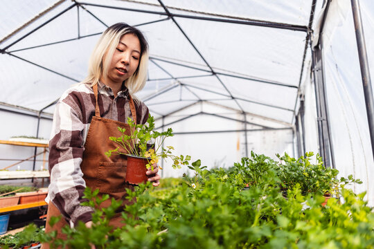 Farmer holding a potted plant inside a greenhouse