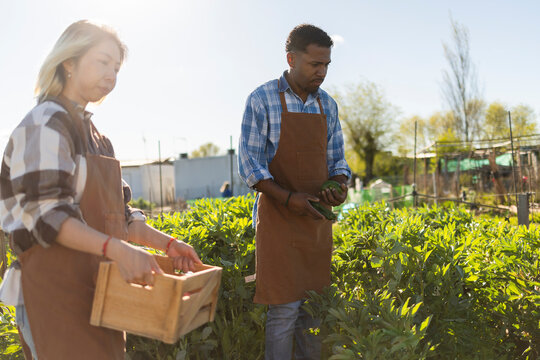 Farmers harvesting fresh produce in sunny organic community garden