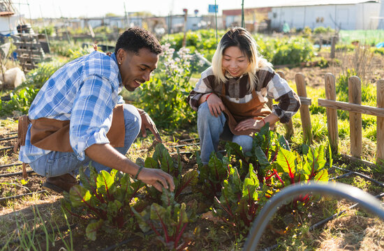 Smiling farmers caring for vegetable seedlings outdoors