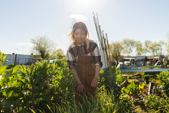 Gardener tending to crop in sunny outdoor allotment