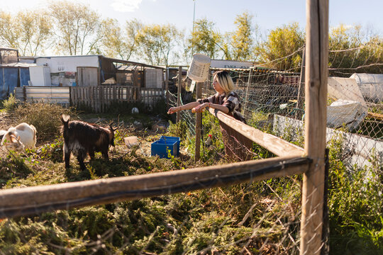 Farmer leaning on a wooden fence watching goats at a rural farm