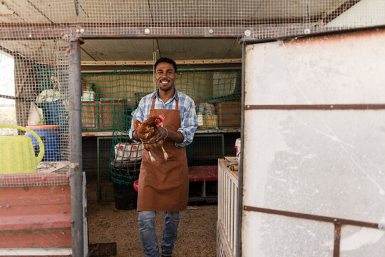 Smiling farmer holding a chicken inside a wooden coop