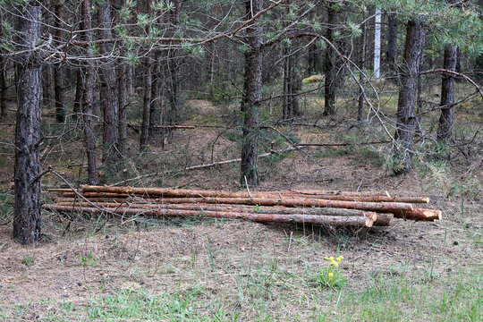 Small pine logs lie in stacks on dry forest ground after selective thinning. Process improves health of remaining trees by reducing competition for light and nutrients while providing timber resources