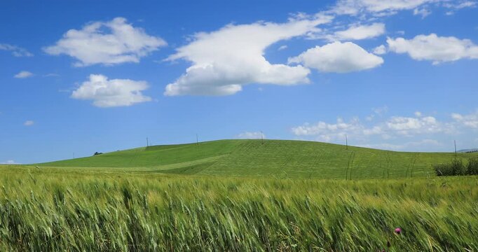 Hilly landscape with fields of unripe wheat on a windy day in Puglia, southern Italy.