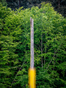 Abgestorbener Baum