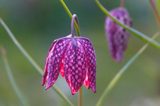 Close up of a purple checkered lily blooming outdoors in a garden
