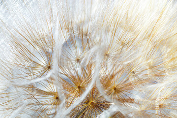 Macro photo of delicate dandelion seed head, natural botanical textured pattern from white fluffy seeds flower on soft beige background. Beauty nature aesthetic photo with closeup organic texture. © yrabota