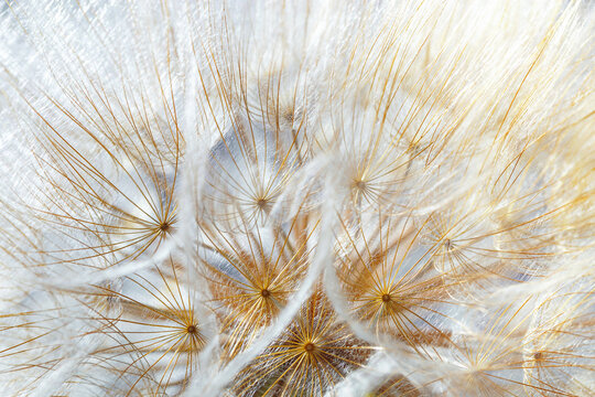 Macro photo of delicate dandelion seed head, natural botanical textured pattern from white fluffy seeds flower on soft beige background. Beauty nature aesthetic photo with closeup organic texture.