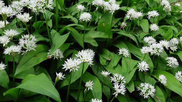 Wild garlic flowers in forest
