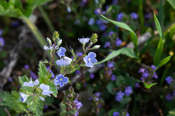 Blue flowers of Veronica dubravnaya in a green spring meadow. (Veronica chamaedrys). © fotorybalka