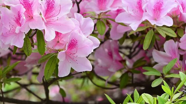 公園のツツジ