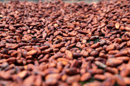 Raw cacao beans drying outdoors on a solar dryer in Ecuador