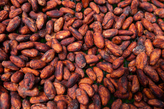 Raw cacao beans drying outdoors in Choco Andino Ecuador