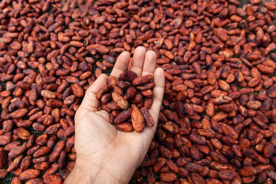 Hand holding drying organic cacao beans in Choco Andino