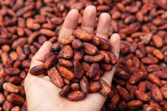 A hand holds drying cacao beans in Ecuador