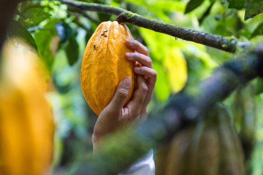 Farmer harvesting a ripe yellow cacao pod in an Ecuador plantation