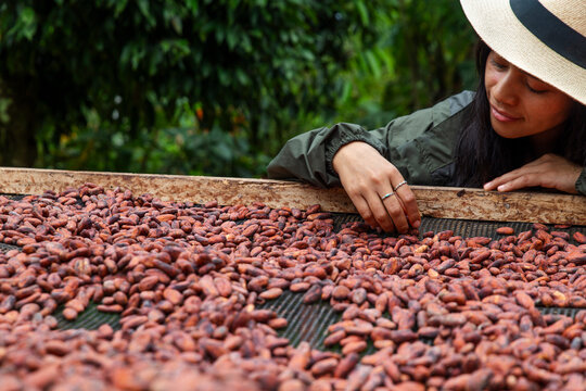 Farmer inspecting drying cacao beans on a farm in Ecuador