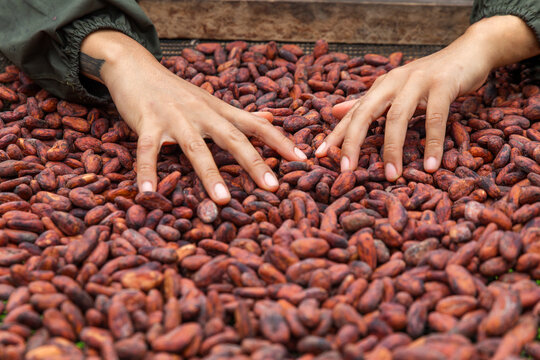 Farmer hand sorting organic cacao bean during drying process