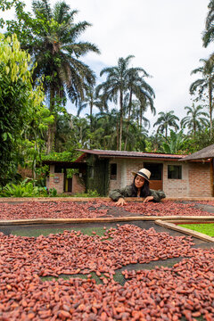 Farmer inspecting drying cacao crop on outdoor tropical farm