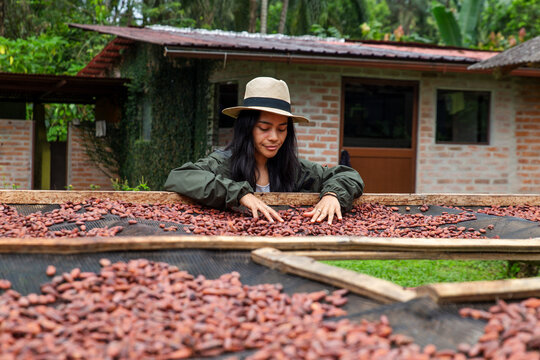 Farmer inspecting cacao bean quality on a solar dryer in Ecuador