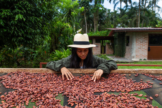 Farmer inspecting fine aroma cacao during drying process