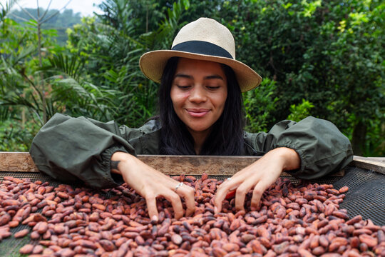 Farmer sorting cacao beans during drying process outdoors