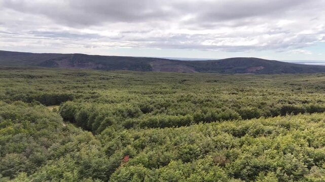A cinematic high-angle aerial drone shot moving forward over the endless green canopy of a subantarctic Lenga forest within the Reserva Nacional Magallanes near Punta Arenas, Chile