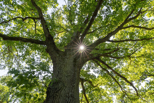 Sunbeams shining through the branches of a majestic oak tree