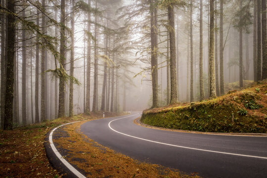 Curved road through misty pine forest in Madeira Portugal
