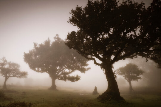 Ancient laurel forest in thick mist at Fanal Madeira