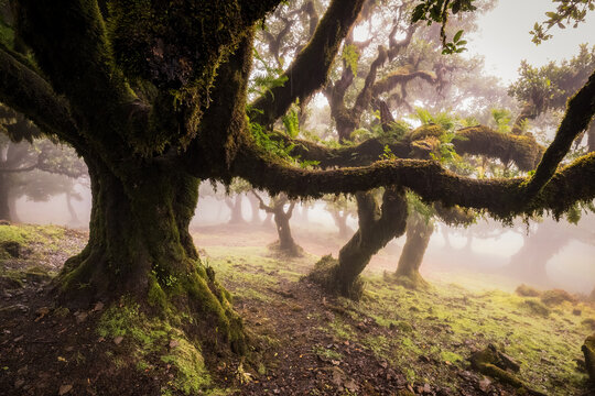 Ancient twisted laurel trees in the misty Fanal Forest of Madeira