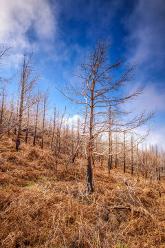 Charred trees and dry ferns after wildfire in Madeira Portugal