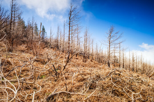 Stark dead forest remains in Paul da Serra Madeira
