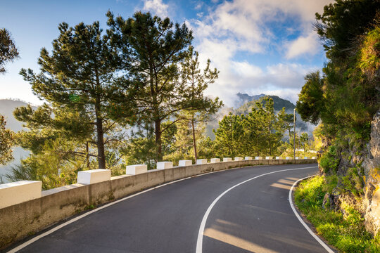 Scenic curved road through a pine forest in Madeira