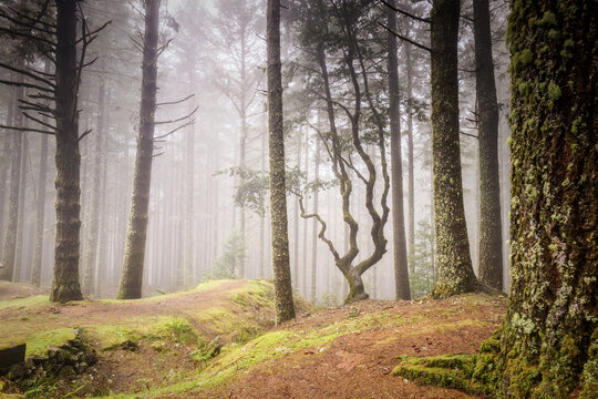 Solitary gnarled tree in a misty pine forest in Madeira