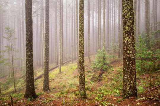 Misty lichen covered woodland in Ribeiro Frio Madeira