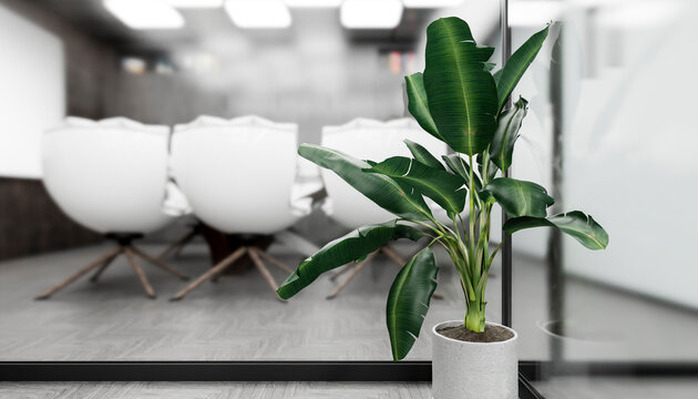 Modern minimalistic office boardroom with a plant and empty chairs