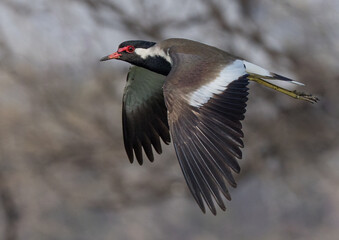 Obraz premium Red Wattled Lapwing in Flight