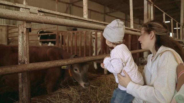 Young woman holding her curious child in a stable, the toddler reaching out to touch a small calf eating hay in a pen, showcasing an early connection between humans and farm animals. Slow motion, 4K