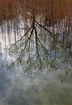 Tree and reed reflection in the calm water of Mondsee lake